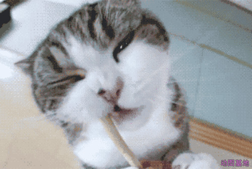 可爱的猫猫疯狂的舔木棍gif图片:猫猫