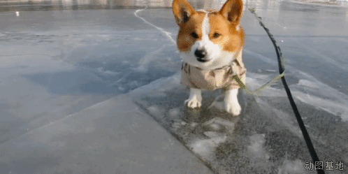 一只可爱的小狗狗被绳子拴着GIF图片:狗狗
