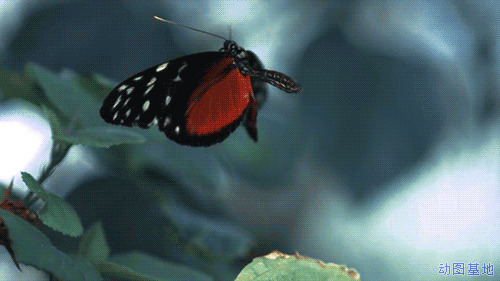 黑色蝴蝶gif图片:蝴蝶