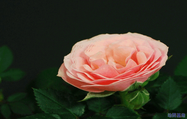 粉红色的玫瑰花开放gif图片