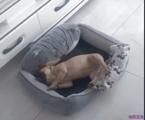 一只可爱的小狗狗躺在狗窝里打滚GIF图片
