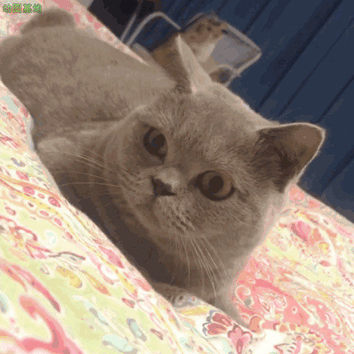 猫咪爱的小眼神GIF图片:爱心