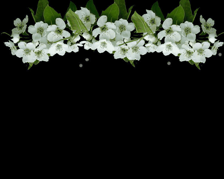 花开的季节唯美GIF图片:花开,花朵