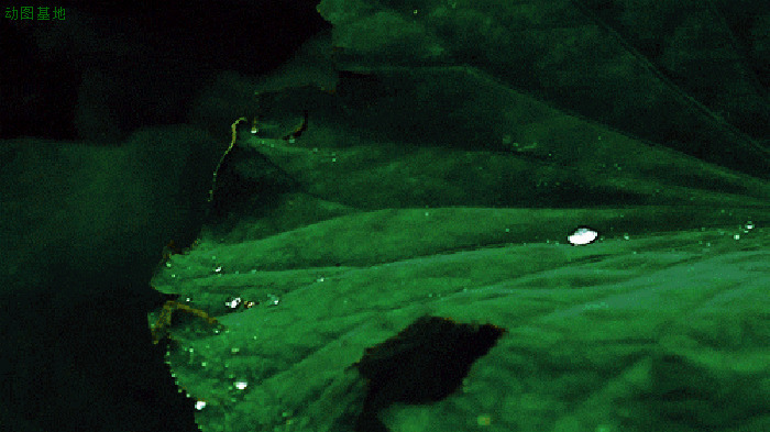 荷叶上的露珠GIF图片:水珠