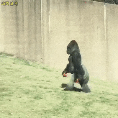 行走的大猩猩GIF动态图:大猩猩