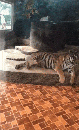 老虎喂奶动态图片