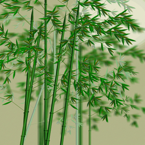 淡雅绿色竹子唯美动态图片:竹子