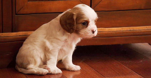一只幼小的狗狗GIF图片
