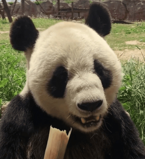 熊猫吃竹子GIF图片