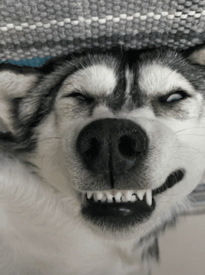 哈士奇搞笑的表情GIF图片:小狗,哈士奇