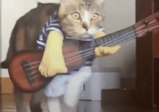 猫猫弹琴给你听GIF图片:猫咪