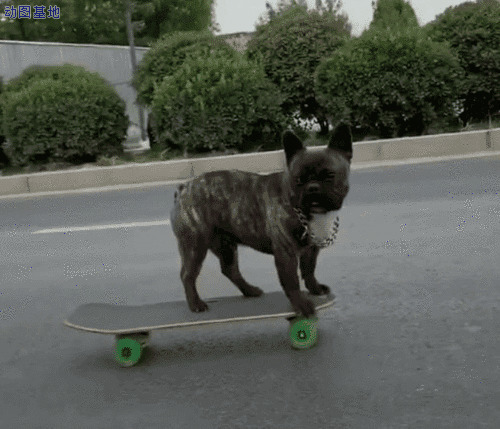 玩滑板的小狗GIF图片:小狗