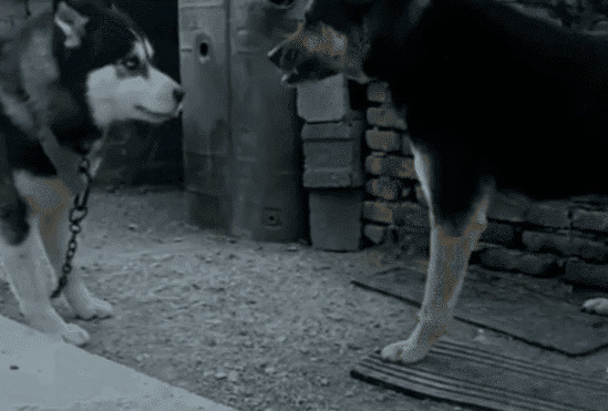 哈士奇吵架GIF图片:狗狗,哈士奇