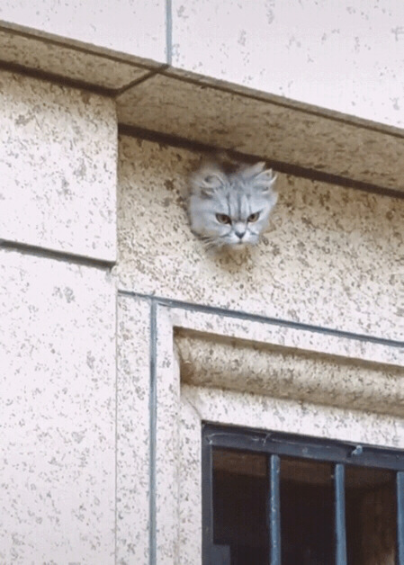 猫猫从墙没事里探出头GIF动态图