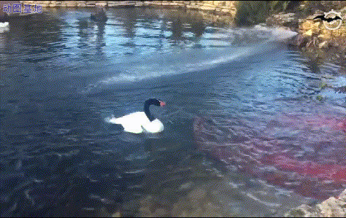 鸭子赶走下水的人GIF动态图:赶人,鸭子