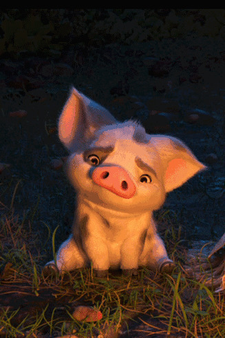 呆萌小猪猪动画图片:小猪