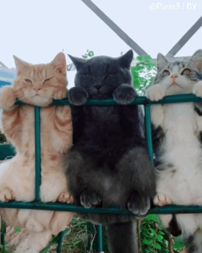 猫咪挂在铁架上GIF动态图