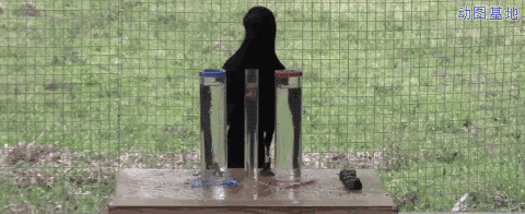 乌鸦喝水是真的？GIF图片:乌鸦
