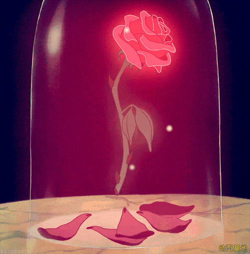 凋零的玫瑰花GIF图片