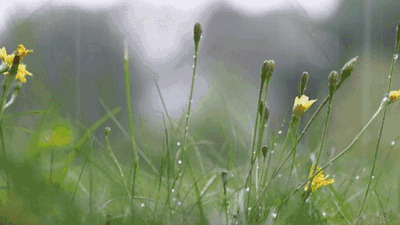 小草沐浴雨露动态图片