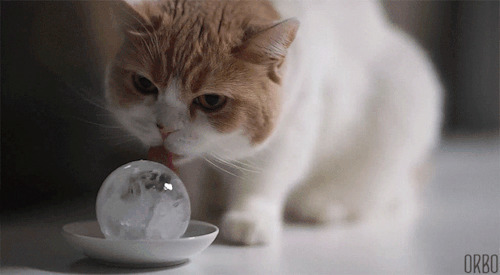 可爱的小猫咪不停的舔着水晶球gif图片
