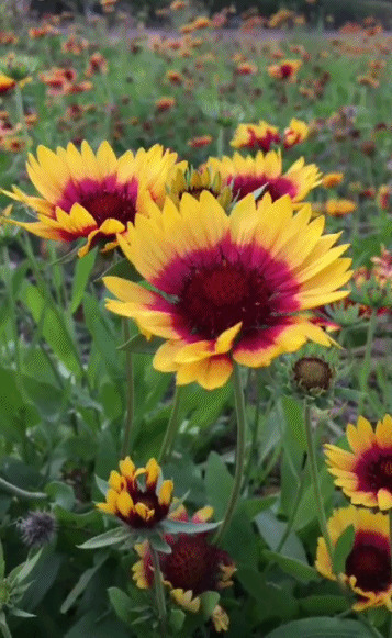 摆动的花GIF图片:鲜花