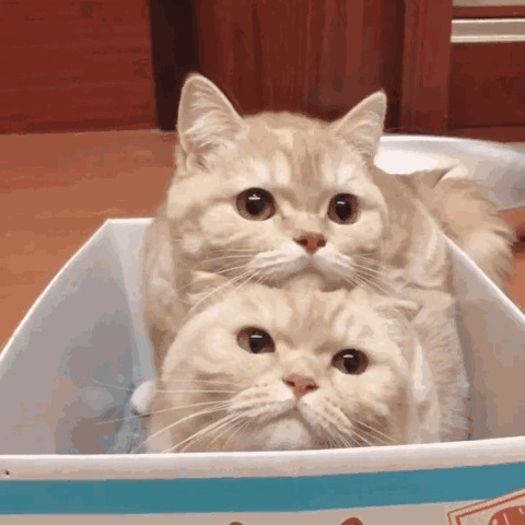 两只小猫咪GIF图片:猫咪