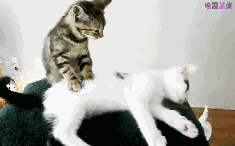小花猫给小白猫按摩gif图片:按摩