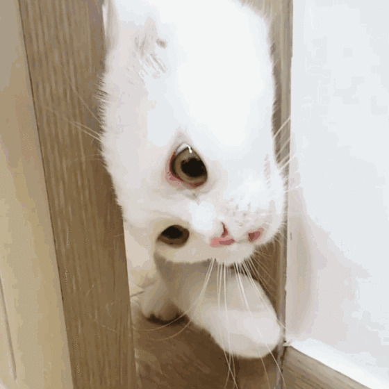 可爱的小白猫从门缝里伸出头gif图片