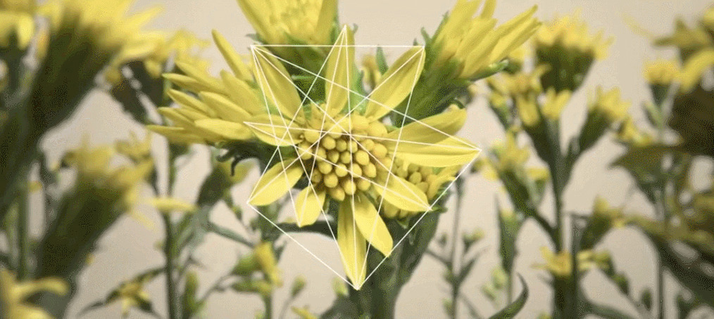 绽放的康乃馨GIF图片:花朵,康乃馨