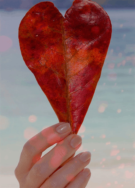 一片心形红叶动态图片:红叶,爱心