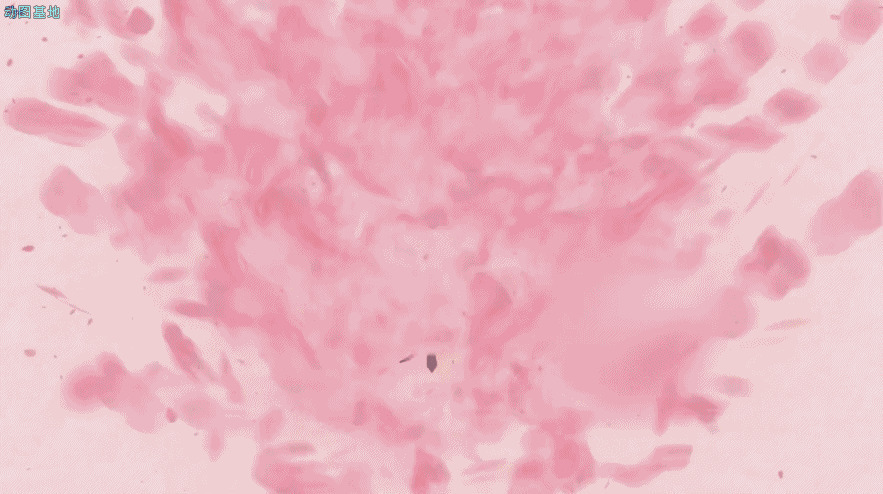 绽放的樱花GIF图片