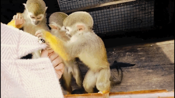 三只小猴子GIF图片:猴子