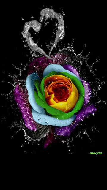 唯美爱心玫瑰动态图片素材:玫瑰花,背景图片