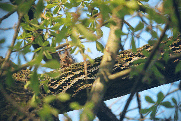 树杆上的小松鼠GIF图片:松鼠