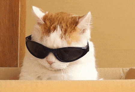 可爱的小猫咪戴着墨镜gif图片:小猫咪