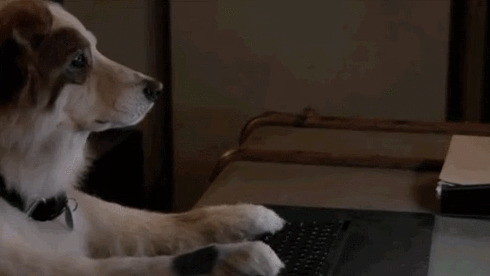 可爱的小狗狗敲键盘上网gif图片:小狗狗
