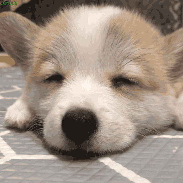 打瞌睡的小狗GIF图片:小狗