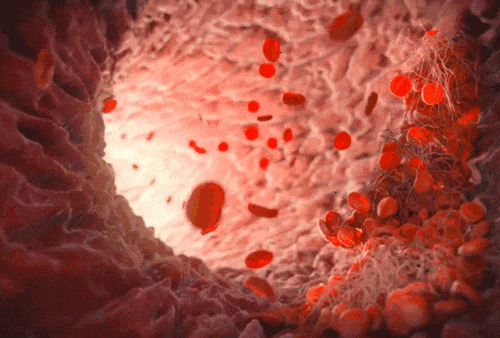 红细胞在血管里流动gif图片:红细胞