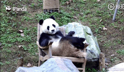调皮的大熊猫躺在躺椅上玩耍gif图片:熊猫