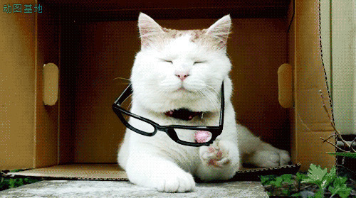 可爱的小猫咪戴着眼镜耍酷gif图片:小猫咪