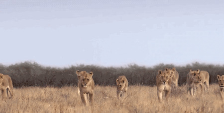 非洲野生狮群GIF图片:狮子