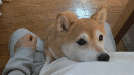 摇尾巴的柴犬GIF图片:小狗,秋田犬