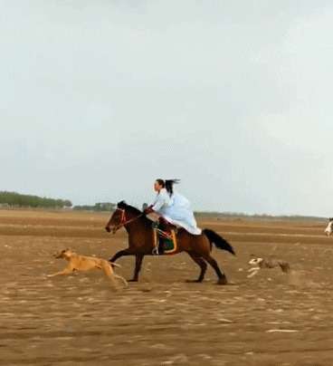 女子骑骏马与狗狗赛跑gif图片:骑马