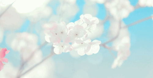花开花又落GIF素材图片:花开,花落