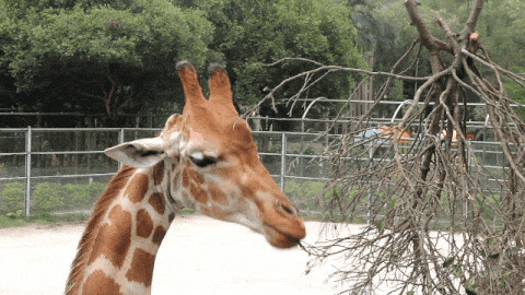进食的长颈鹿GIF图片:长颈鹿