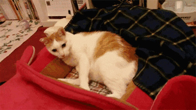 可爱的小猫咪躺在被窝里打架gif图片:小猫咪