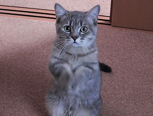 可爱的小灰猫求你了gif图片:小猫咪