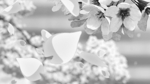 花瓣片片飘落GIF素材图片:花落