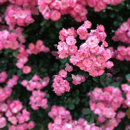娇美动人的鲜花GIF图片:鲜花